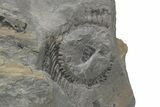 Pennsylvanian Fossil Flora Plate - Kentucky #214159-1